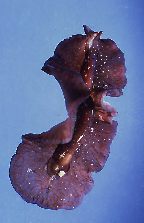 11 Platelminti turbellari